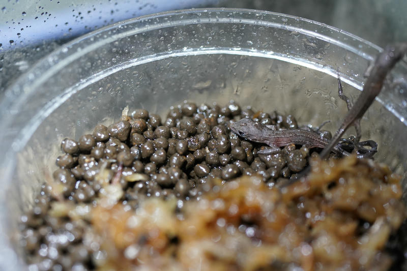 生まれたてカナヘビ