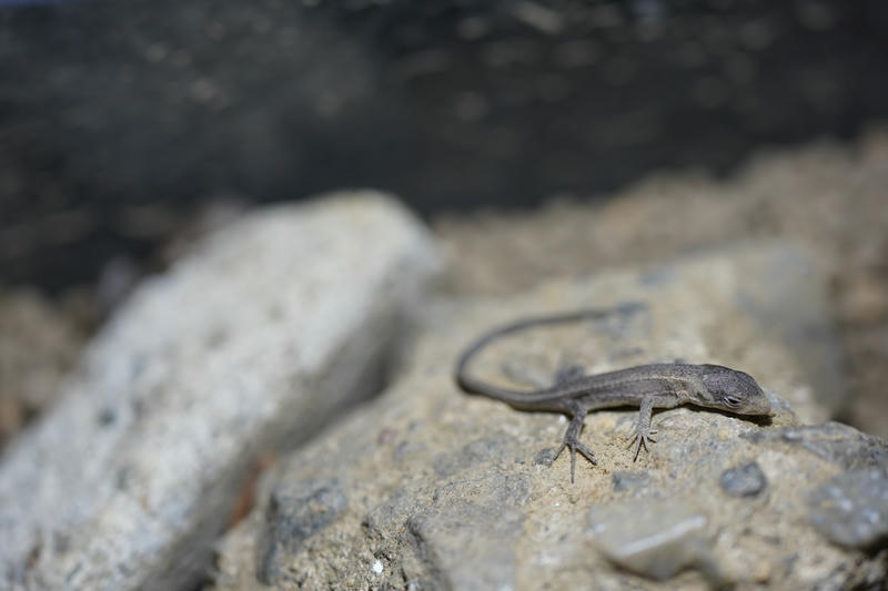 紫外線を浴びる赤ちゃんカナヘビ