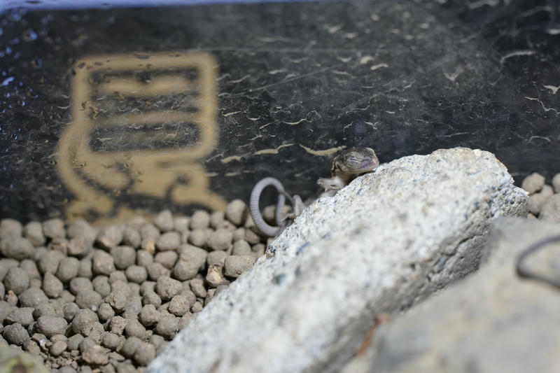 赤ちゃんカナヘビ