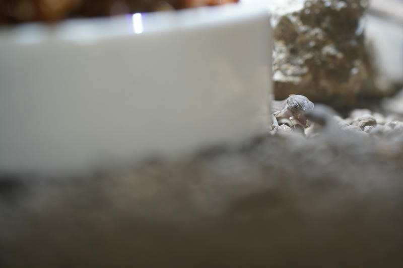 餌を食べる赤ちゃんカナヘビ