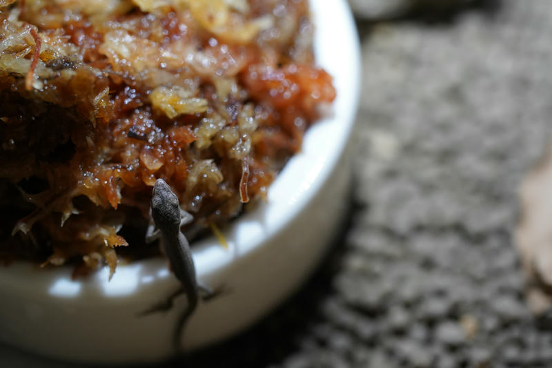 水を飲む赤ちゃんカナヘビ