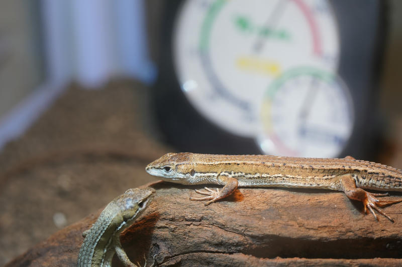 元気なカナヘビ