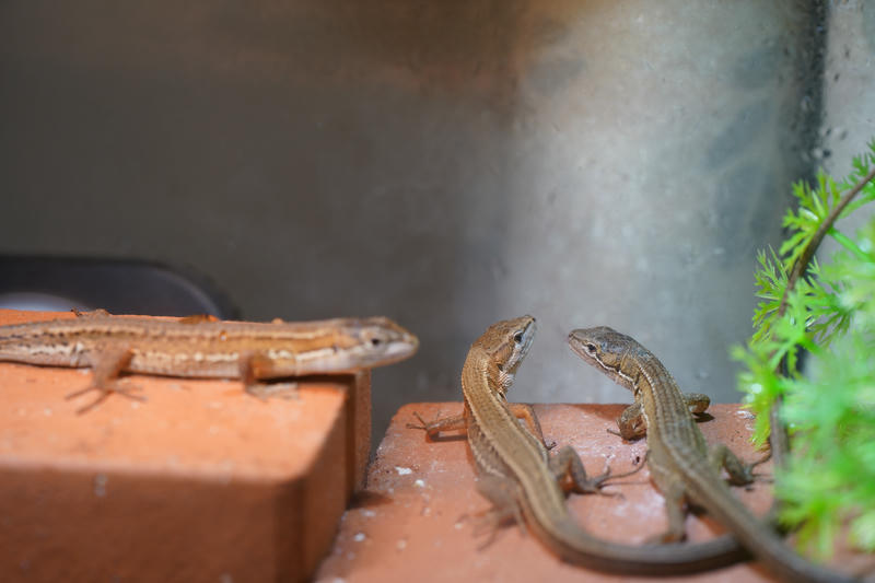 仲良しカナヘビ