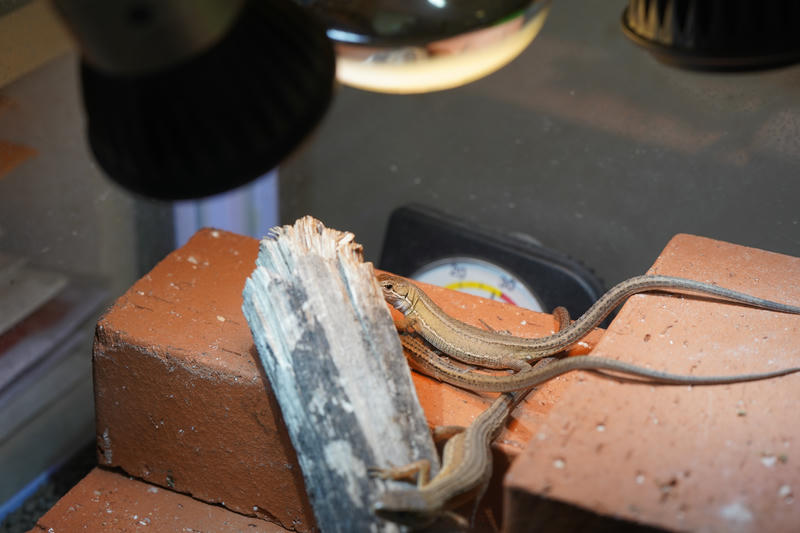 カナヘビのUVBライト