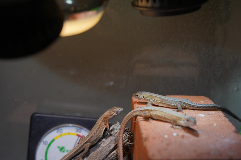 流木と赤レンガ